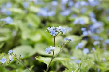 Brunnera macrophylla 'Alexander´s Great'