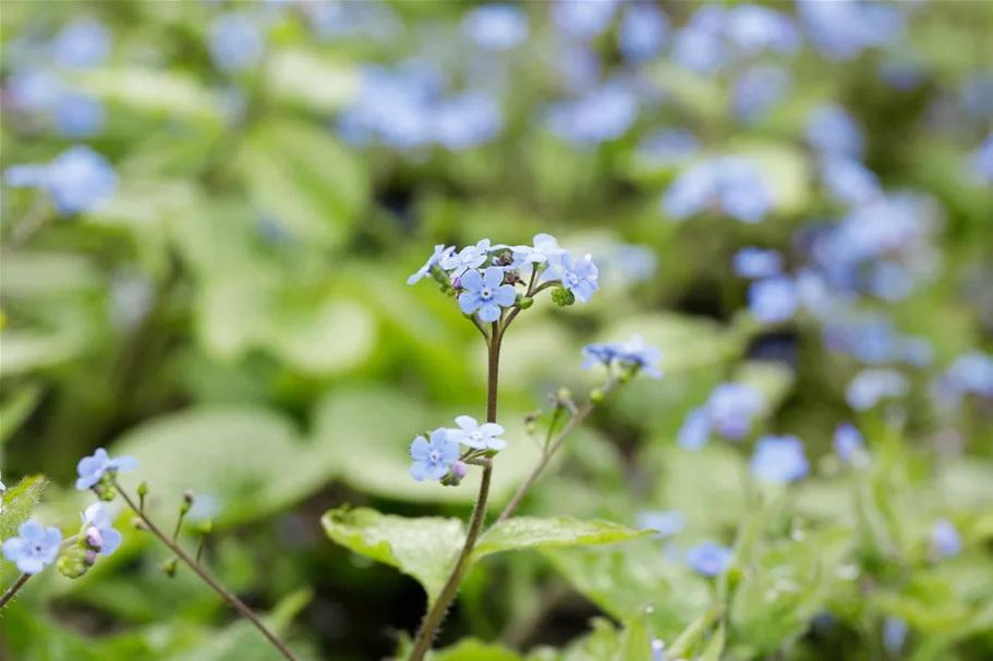 Brunnera macrophylla 'Alexander´s Great'