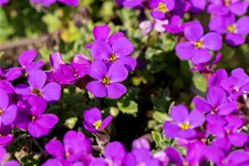 Aubrieta x cultorum 'Hamburger Stadtpark'