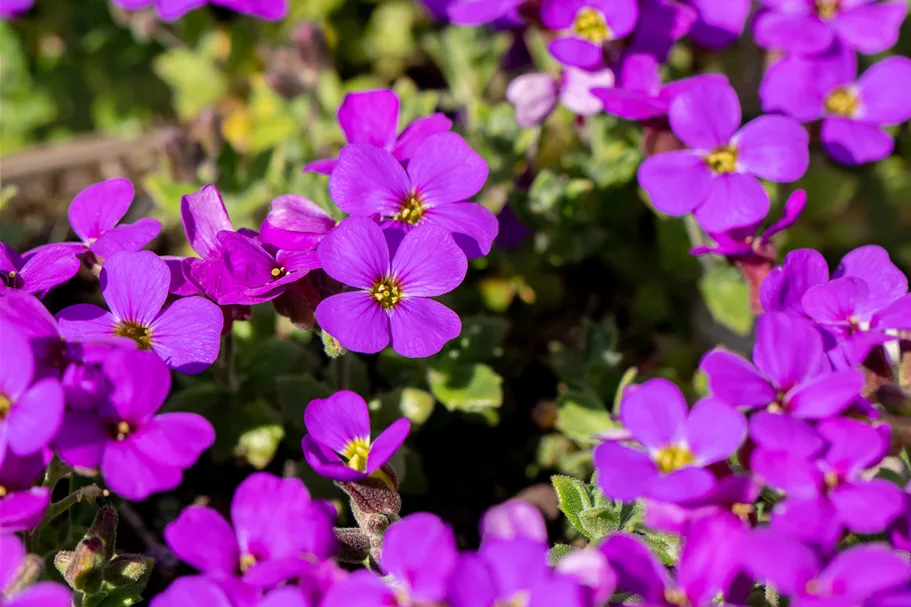 Aubrieta x cultorum 'Hamburger Stadtpark'