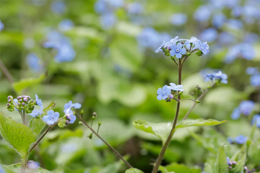 Brunnera macrophylla 'Alexander´s Great'