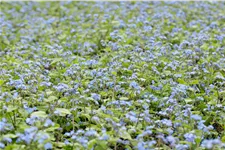 Brunnera macrophylla 'Alexander´s Great'