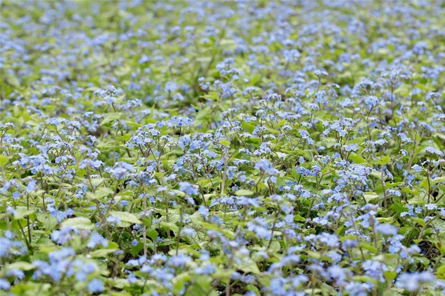 Brunnera macrophylla 'Alexander´s Great'