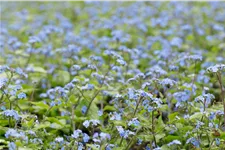 Brunnera macrophylla 'Alexander´s Great'