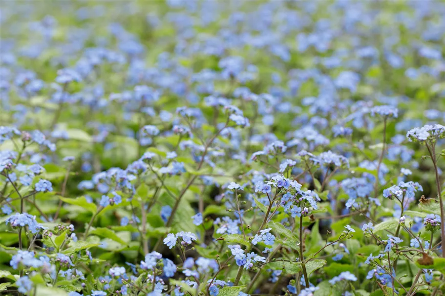 Brunnera macrophylla 'Alexander´s Great'