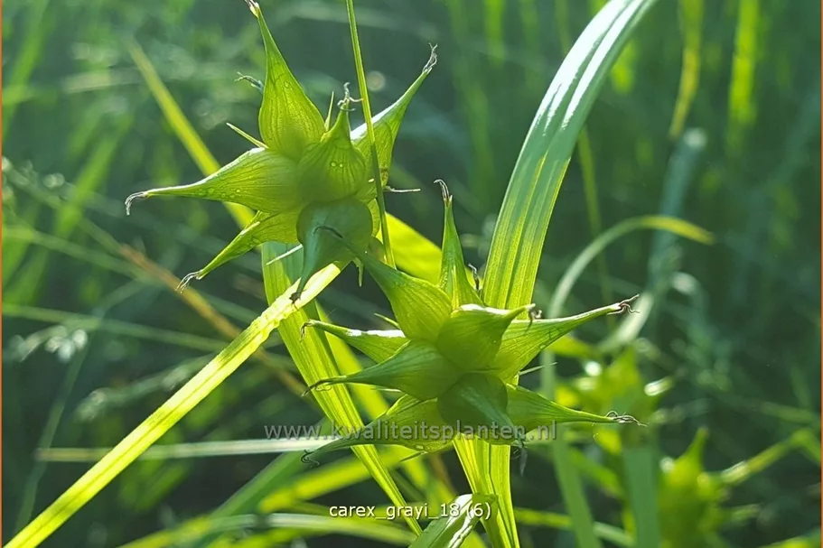 Carex grayi