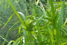 Carex grayi