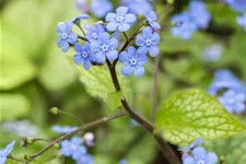 Brunnera macrophylla 'Alexander´s Great'