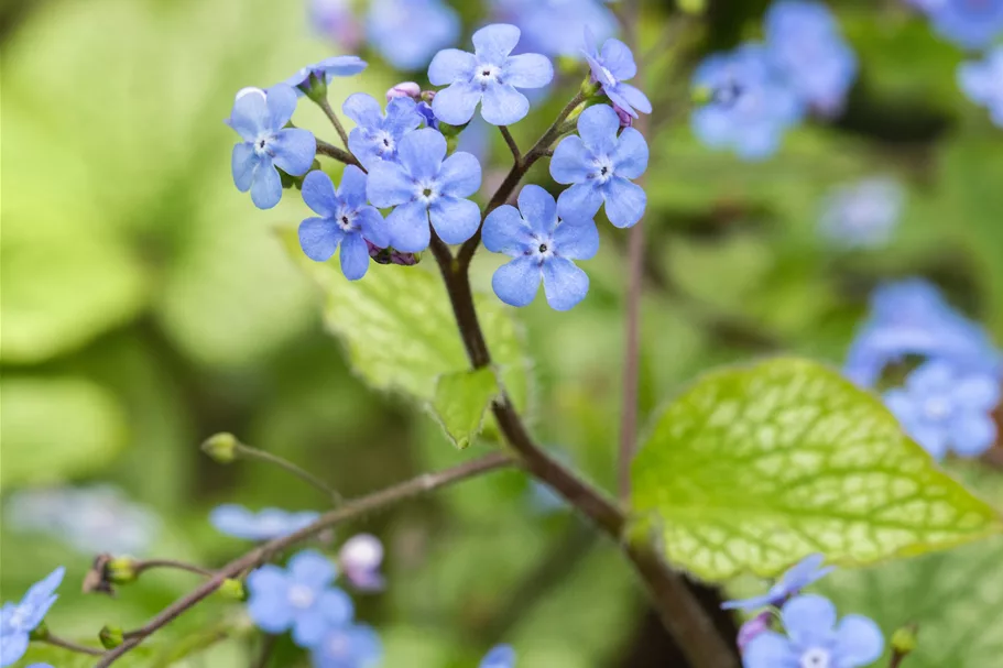 Brunnera macrophylla 'Alexander´s Great'