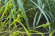 Carex grayi