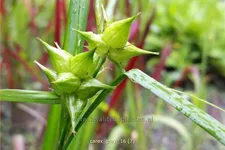 Carex grayi