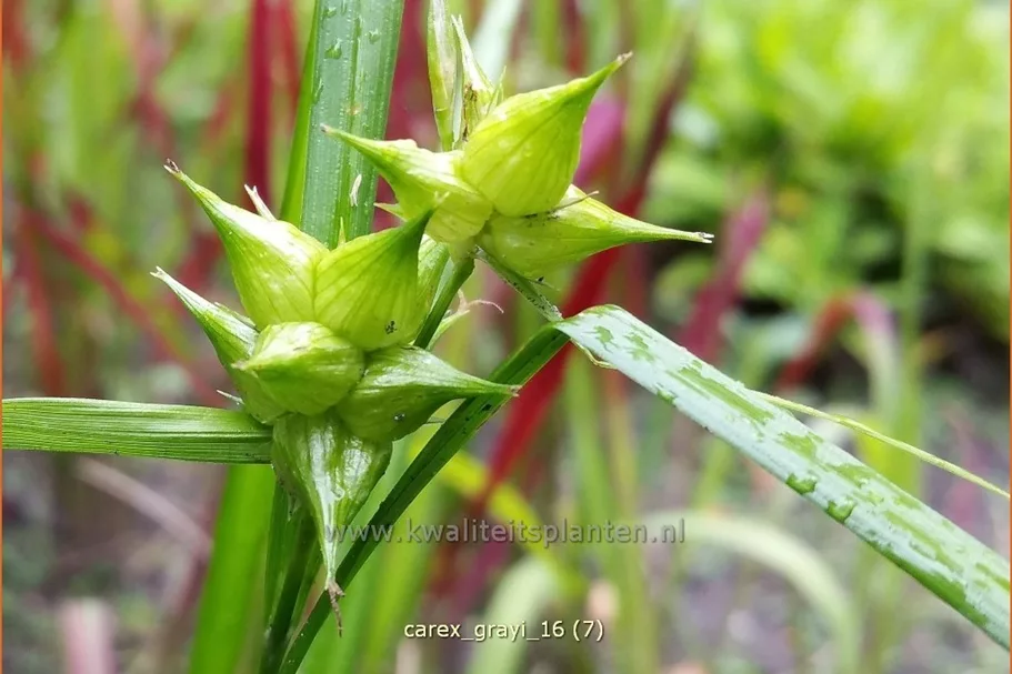 Carex grayi