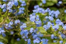 Brunnera macrophylla 'Alexander´s Great'