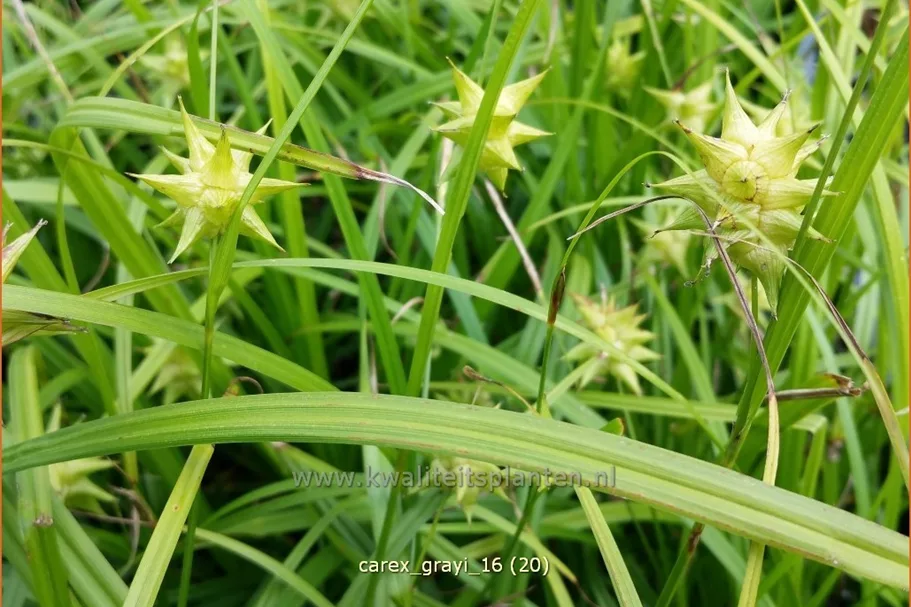 Carex grayi