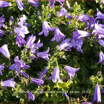 Campanula portenschlagiana 'Resholts Variety'