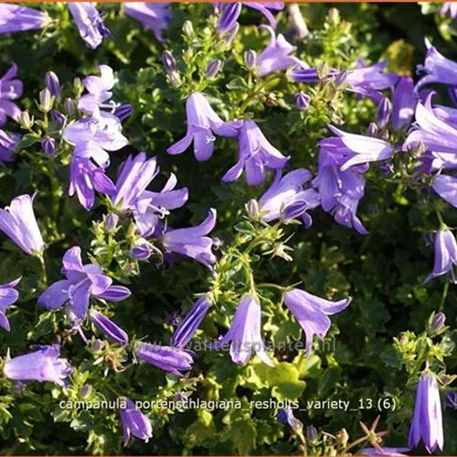 Campanula portenschlagiana 'Resholts Variety'