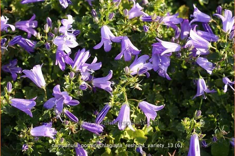 Campanula portenschlagiana 'Resholts Variety'