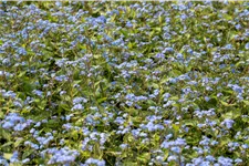 Brunnera macrophylla 'Alexander´s Great'