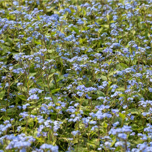 Brunnera macrophylla 'Alexander´s Great'