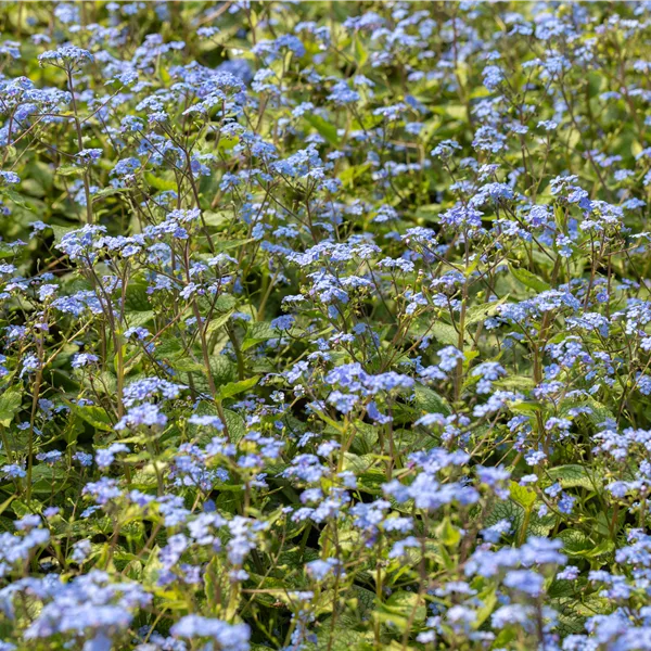 Brunnera macrophylla 'Alexander´s Great'