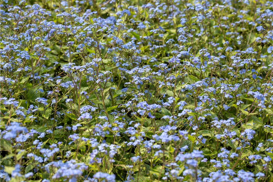 Brunnera macrophylla 'Alexander´s Great'