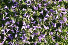 Campanula portenschlagiana 'Resholts Variety'