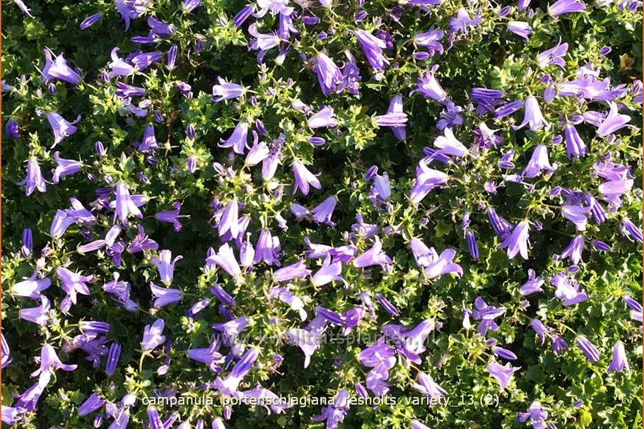 Campanula portenschlagiana 'Resholts Variety'