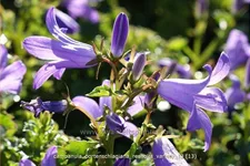Campanula portenschlagiana 'Resholts Variety'