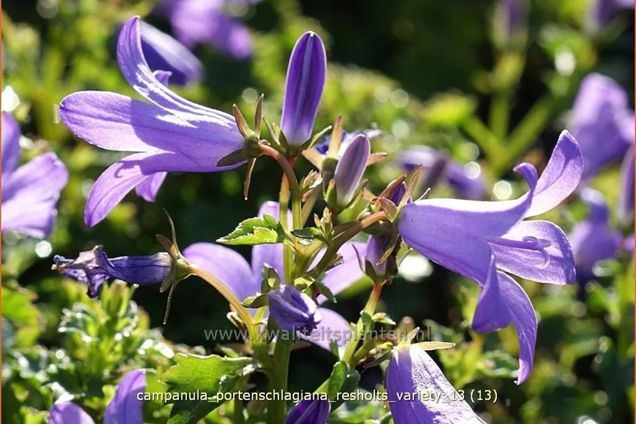 Campanula portenschlagiana 'Resholts Variety'
