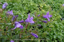 Campanula portenschlagiana 'Resholts Variety'