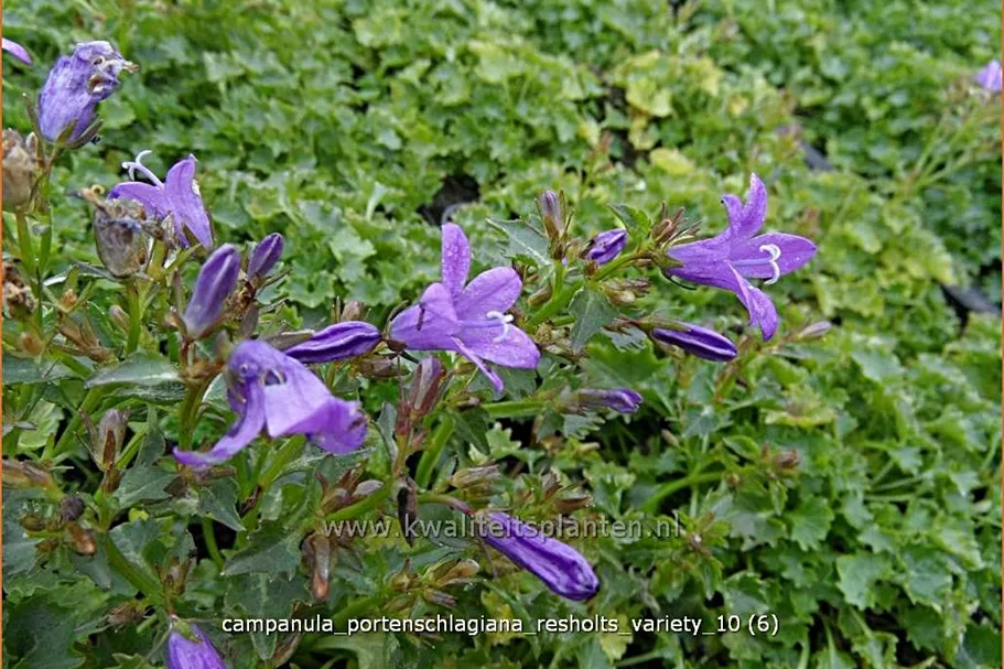 Campanula portenschlagiana 'Resholts Variety'