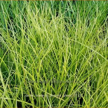 Carex howardii 'Phoenix Green'