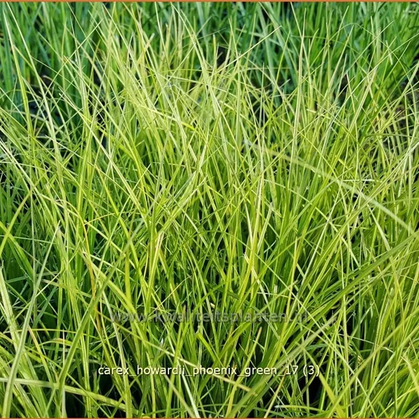 Carex howardii 'Phoenix Green'