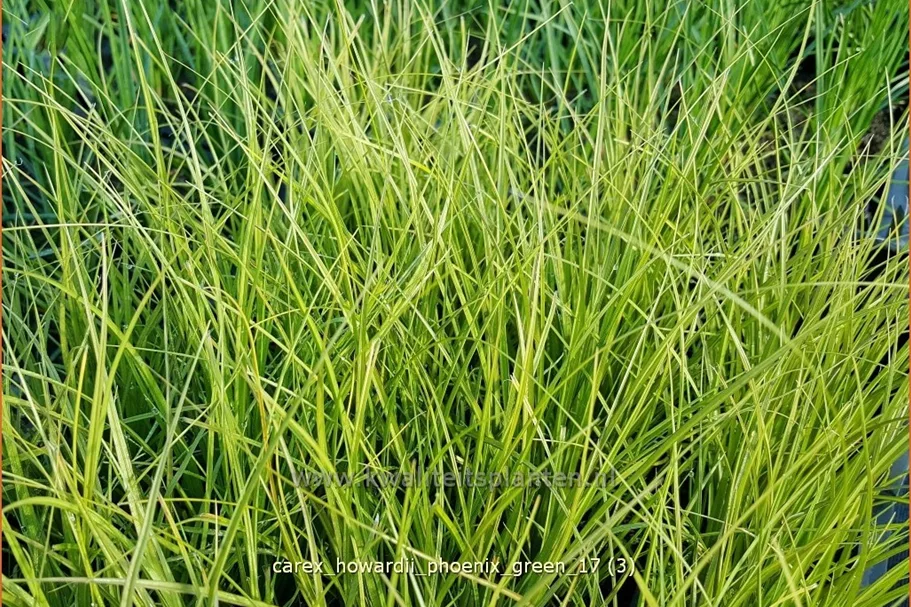 Carex howardii 'Phoenix Green'