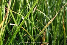 Carex howardii 'Phoenix Green'