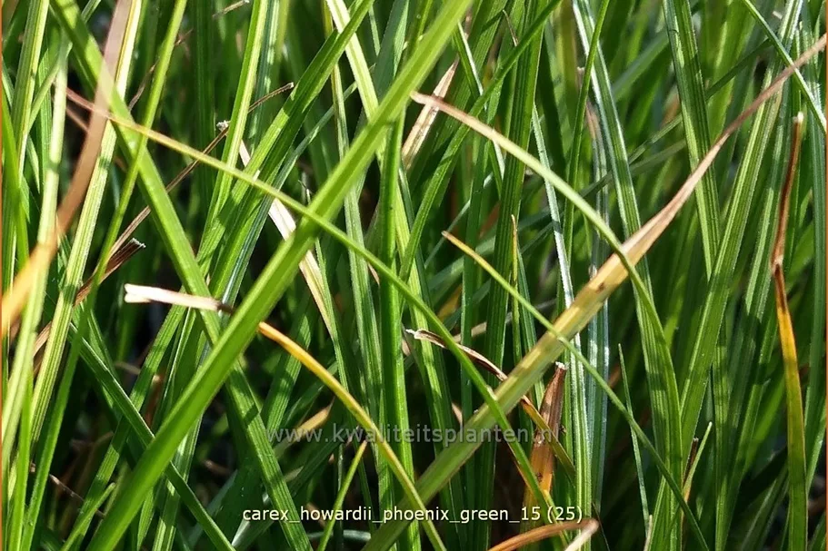Carex howardii 'Phoenix Green'
