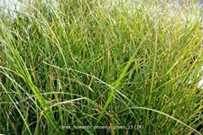 Carex howardii 'Phoenix Green'
