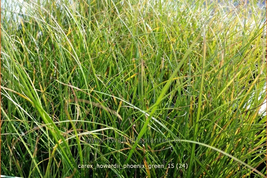 Carex howardii 'Phoenix Green'