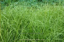 Carex howardii 'Phoenix Green'