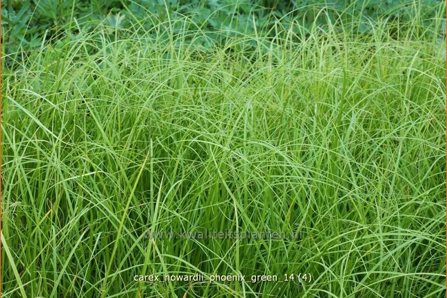 Carex howardii 'Phoenix Green'