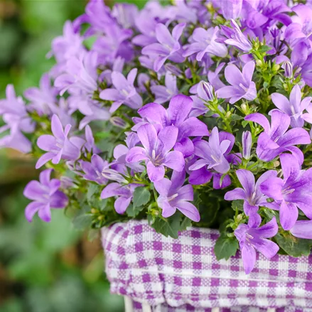 Campanula poscharskyana