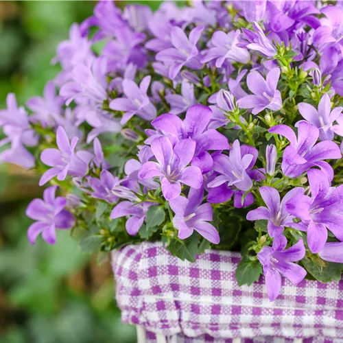 Campanula poscharskyana