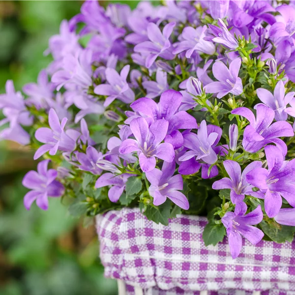 Campanula poscharskyana