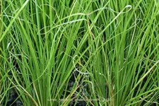Carex howardii 'Phoenix Green'