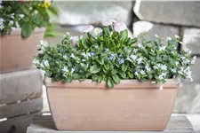 Campanula poscharskyana