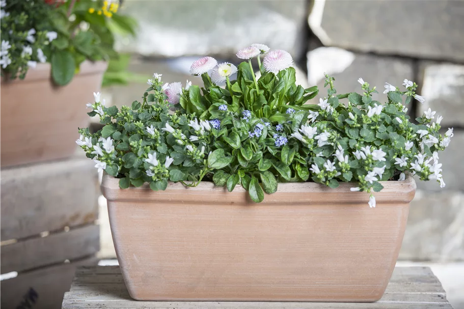 Campanula poscharskyana