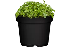 Campanula poscharskyana