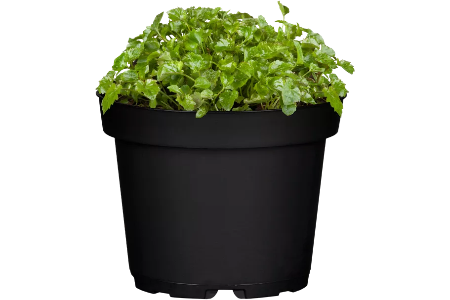 Campanula poscharskyana