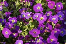 Aubrieta 'Kitte'