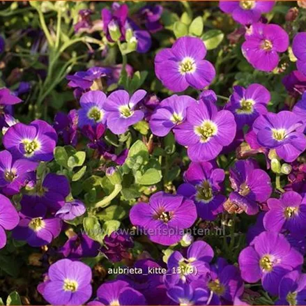 Aubrieta 'Kitte'